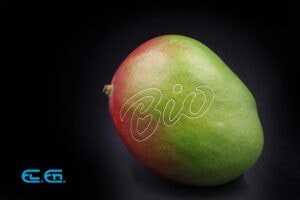 Fresh whole bio mango isolated on black background